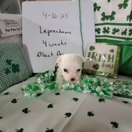 Boy 3 - Coton de Tulear puppy in Middletown, Ohio from Carousel Cotons