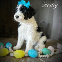 Bernedoodle Puppies from Hudson Shore Bernedoodles