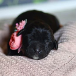 Sirin - Black female Newfoundland puppy in Madison, Wisconsin from Riddle Family Newfoundland