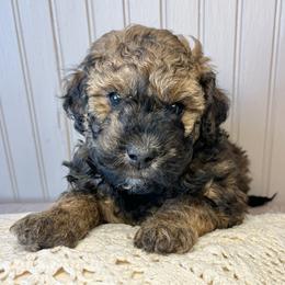 River - Chocolate merle female Bernedoodle puppy in Clarinda, Iowa from Root and Branch Bernedoodles