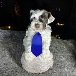 Luke - Parti male Miniature Schnauzer puppy in Hemet, California from Feshia's Miniature Schnauzers