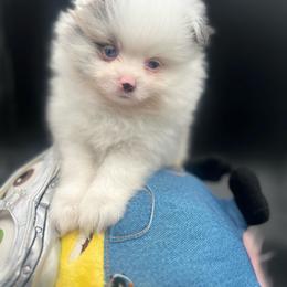 Poppie - Blue merle female Pomeranian puppy in Brentwood, California from Royalpawpoms