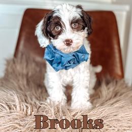 Brooks - Chocolate male Australian Labradoodle puppy in Decatur, Alabama from Southern Meadows Doodles