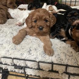 Scarlet - Red female Cavapoo puppy in Phoenix, Arizona from Larisa's Cavaliers