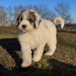 Quartz - Blue merle and white female Sheepadoodle puppy in Tahlequah, Oklahoma from Mulberry Ridge Doodles