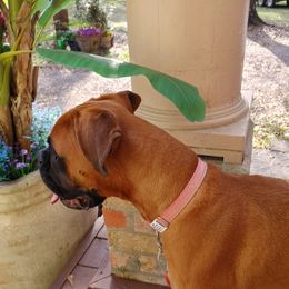 Boxers and Miniature Pinschers from Pike's Pups