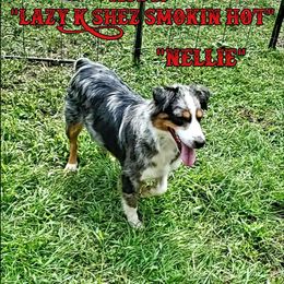 Nellie - Miniature Australian Shepherd