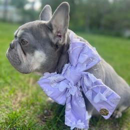 Pudge - French Bulldog