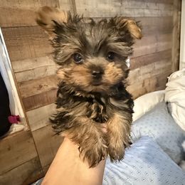 BGB WHITE BOY - Black and gold male Yorkshire Terrier puppy in Blythe, California from California AKC Maltese & Yorkies