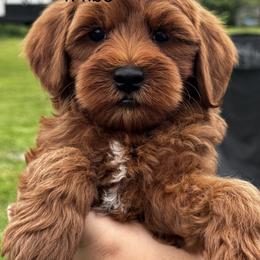 River - Red  male Goldendoodle puppy in Arcadia, Florida from KnuDawn Goldendoodles