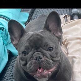 Sapphire - French Bulldog