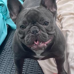 Sapphire - French Bulldog