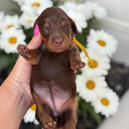 Sailor - Chocolate and tan female Dachshund puppy in Lehi, Utah from Cherry Creek Dachshunds