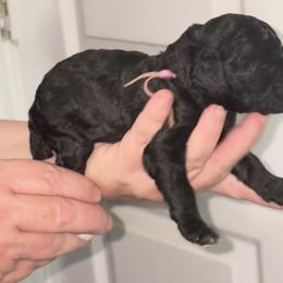 Anise - Black female Poodle puppy in Calhoun, Georgia from Johnson Kennels