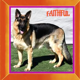 FAITHFUL - German Shepherd
