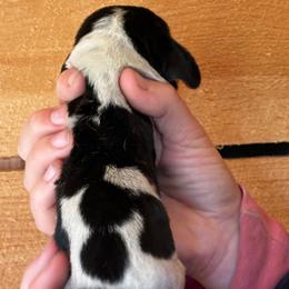Male 3 - Black brown and white male Basset Hound puppy in Lindley, New York from Hill Top Basset Hounds & Cane Corso