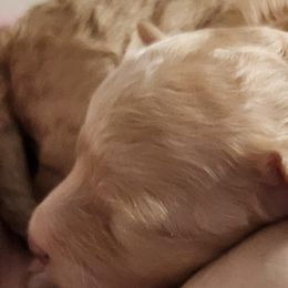 Goldendoodles from 3Dawn Doods