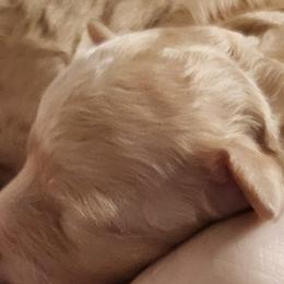 Goldendoodles from 3Dawn Doods