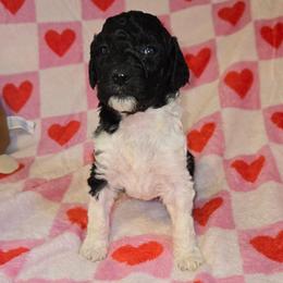 Light pink - Black and white female Bernedoodle puppy in Mckenzie, Tennessee from Small Town Doodles & Poodles