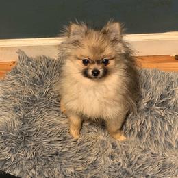 Hermes - Cream sable male Pomeranian puppy in Denver, Colorado from Bubble Dream Poms