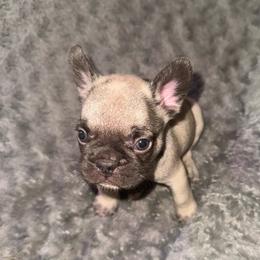 Clyde - Fawn male French Bulldog puppy in Amarillo, Texas from Bomb City Bulldogs