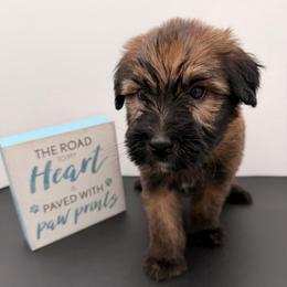 Electric Blue - Wheaten male Soft Coated Wheaten Terrier puppy in Grand Prairie, Texas from Wonderful Wheatens