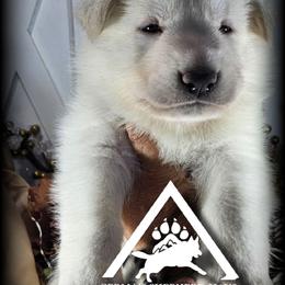 Apollo - White male German Shepherd puppy in Sequim, Washington from German Shepherd Haus