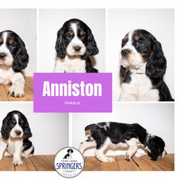 English Springer Spaniel Puppies from Third Creek Springers
