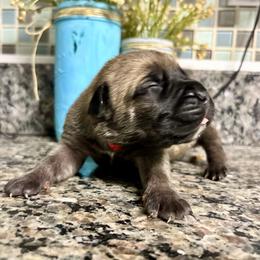 Geraldine (Pink) - Fawn female Cane Corso puppy in Beech Island, South Carolina from Relic Cane Corso