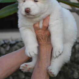 Cielo - Siberian Husky puppy from Blue Moon Huskies