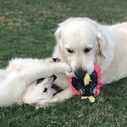 Gracie - Golden Retriever