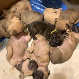French Bulldog Puppies from Staci Tosh