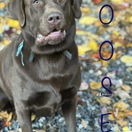 Moose - Labrador Retriever