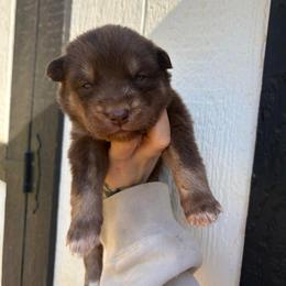 Yellow - Red and white female Siberian Husky puppy in Jonesborough, Tennessee from Dry Creek Siberians