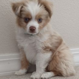 Australian Shepherds from Rustic Canyon Acres