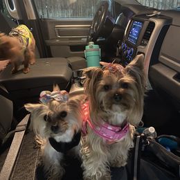 Chihuahua and Yorkshire Terrier All Grown Up from CoolMissLLC