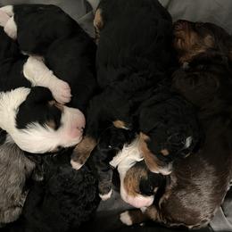 Bernedoodle Puppies from Bernied00dle Love