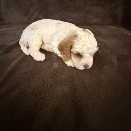 Cavapoo Puppies from The love of Cavapoos