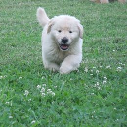 Golden Retriever Puppies from Huntleigh Goldens