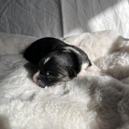 Boy 3 - Black and tan Pembroke Welsh Corgi puppy in Idaho from Blue Sky Corgis