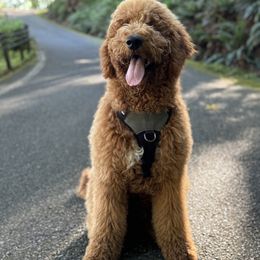 Goldendoodle All Grown Up from Dawnie’s Doodles