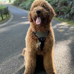 Goldendoodle All Grown Up from Dawnie’s Doodles