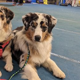 Australian Shepherds and Mastiffs from McKinley Mastiffs & Aussies