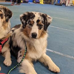 Australian Shepherds and Mastiffs from McKinley Mastiffs & Aussies
