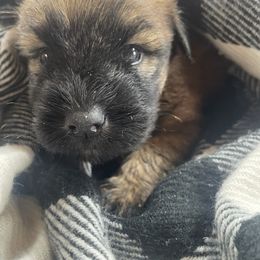 Gus - Wheaten male Soft Coated Wheaten Terrier puppy in Nokomis, Illinois from Windhill Wheatens