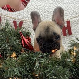 Mocha - Fawn male French Bulldog puppy in Tulsa, Oklahoma from EvergreenEliteKennel