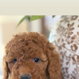 Frida - Red  female Goldendoodle puppy in Yuciapa, California from AlltheDoodlez_