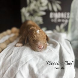 “Chocolate Chip” - Red  Goldendoodle puppy in Cleburne, Texas from Garrett Family Doodles
