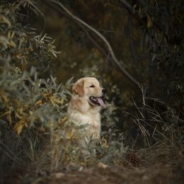 Cavalier King Charles Spaniel and Golden Retriever Puppies from Tsarevich Goldens and Cavaliers