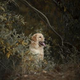 Cavalier King Charles Spaniel and Golden Retriever Puppies from Tsarevich Goldens and Cavaliers